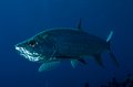 Cayman Brac 2010-28